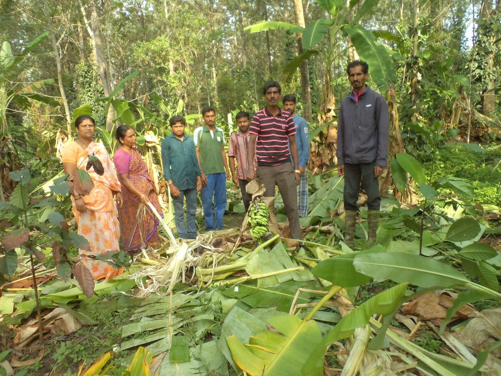 ಅಪಾರ ಪ್ರಮಾಣದ ಬೆಳೆ ಹಾನಿ